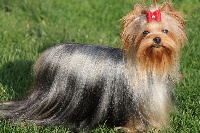Étalon Yorkshire Terrier - Moon-light de la vallée du mainland