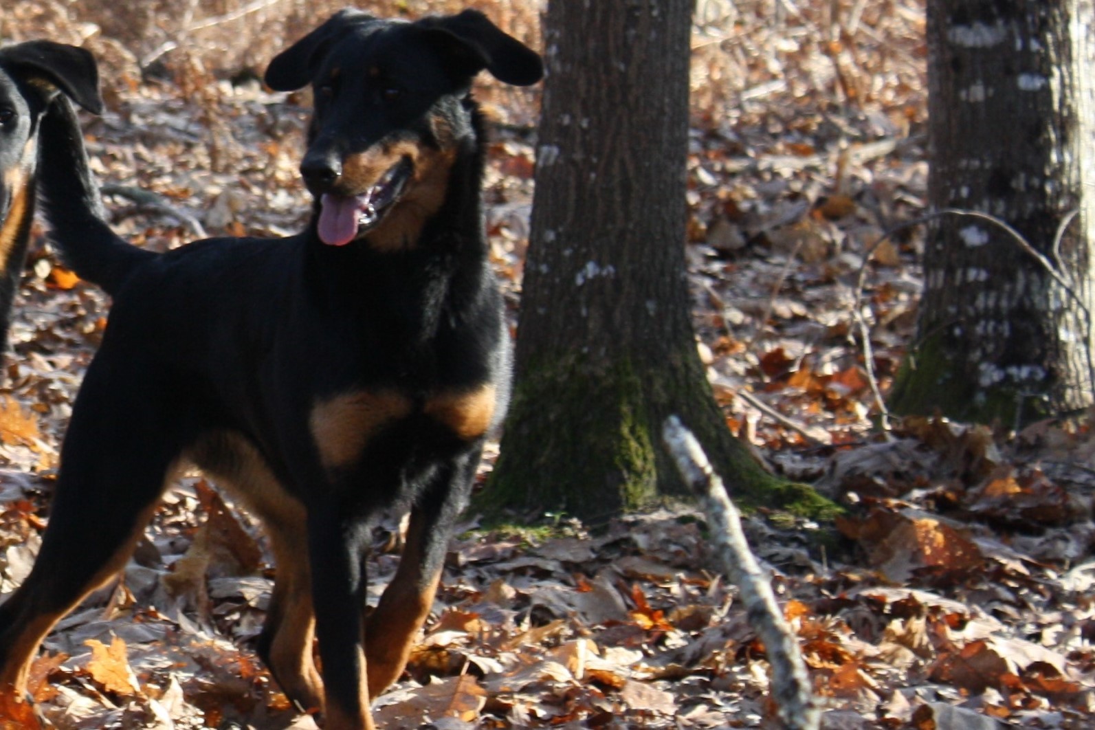 Chien Elevage Des Ergots Dallegria Eleveur De Chiens