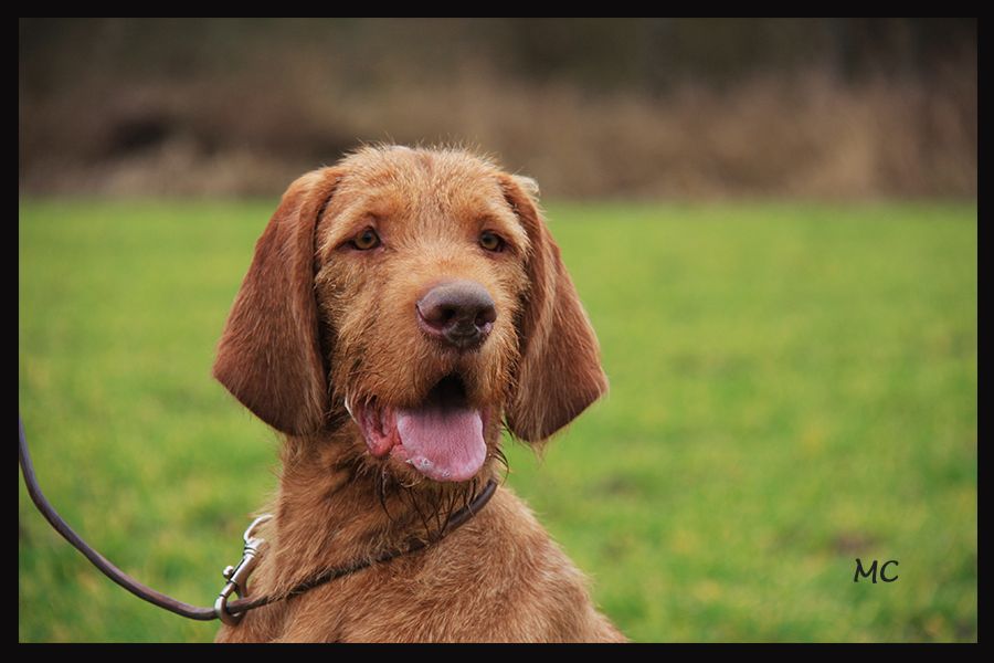 Chien Braque hongrois à poil dur TR. Highland du domaine St Hubert