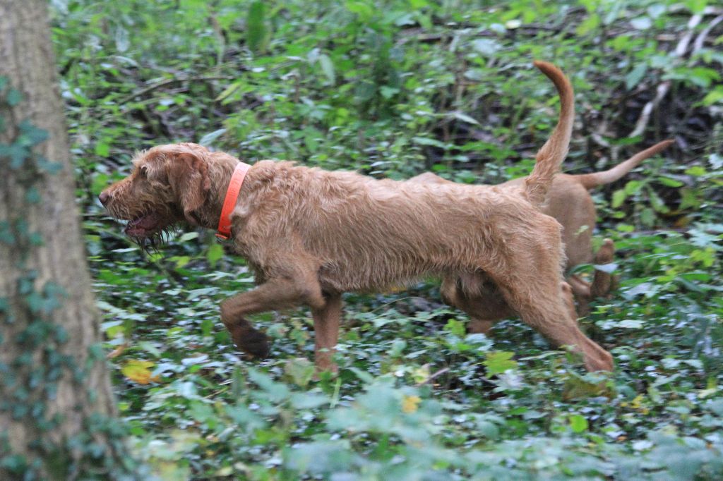 Standard Officiel De Chien Fci Scc De La Race Canine