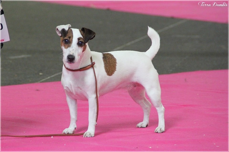 Les Jack Russell Terrier de l'affixe   de L'Asie Zanie du Marais