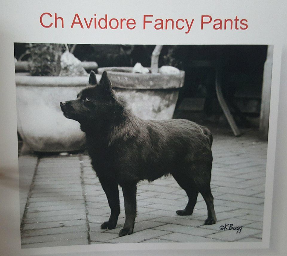 CH. avidore Fancy pants