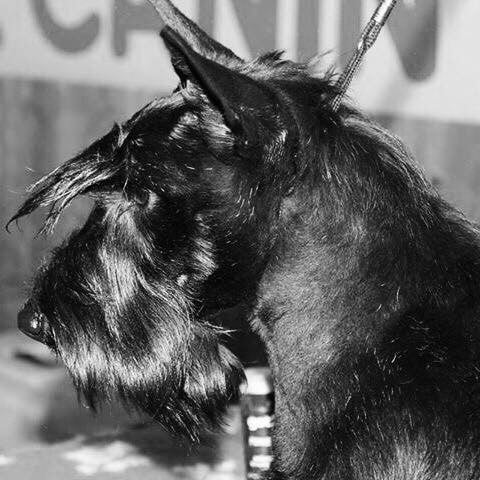 Les Scottish Terrier de l'affixe   Du Royaume De Fantasia