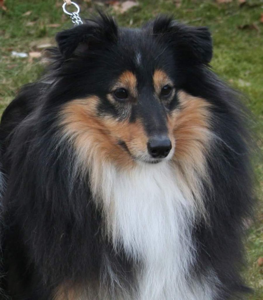 Joyce sweet hope Of Pretty Countess