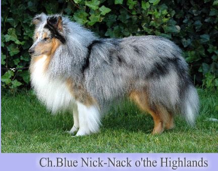 Blue nick-nack O' the highlands