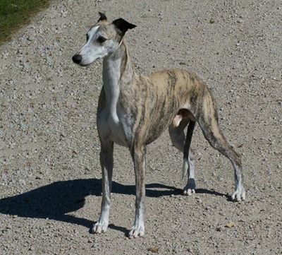 Whippet - CH. Plumcreek Come fly with me