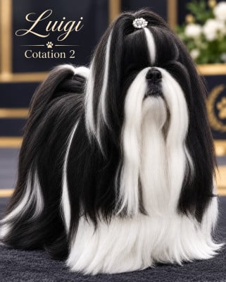 Étalon Shih Tzu - Luigi (Sans Affixe)