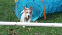 Étalon Parson Russell Terrier - Little jedi obi-wan kenobi de Beloray
