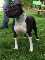 Étalon American Staffordshire Terrier - bakaroro end ituberi Enya dream of god