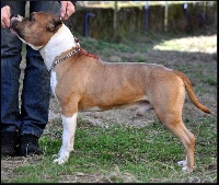 Étalon American Staffordshire Terrier - Patrokles ruffian joannidis