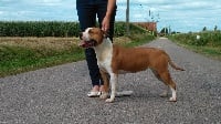 Étalon American Staffordshire Terrier - Mya De L'éclat Du Diamant