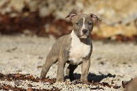 Étalon American Staffordshire Terrier - Authentic Story Natural mystic