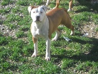 Étalon American Staffordshire Terrier - Nikita des Molosses du Senonais