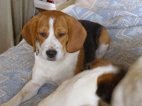 Étalon Beagle - Nikita des Terres de la Chapelle