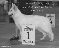 Étalon Berger Blanc Suisse - CH. shamrock shepherd Atypic awii