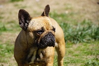 Étalon Bouledogue français - Mai - li Héritier De La Sphère D'Idunn