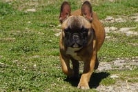 Étalon Bouledogue français - Nalla Les Joyaux de la Vallee