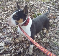Étalon Bull Terrier - Metal de la crique de flojule
