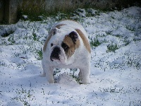 Étalon Bulldog Anglais - Gemma du Clos du Bull Artù
