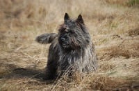 Étalon Cairn Terrier - Indiana de l'Orée de Bretagne