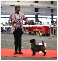 Étalon Cairn Terrier - CH. Hooper du harpouy d' auzan