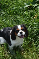 Étalon Cavalier King Charles Spaniel - Magie noire of Fantasia Collies