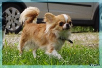 Étalon Chihuahua - Lidy Des lianes de mysore