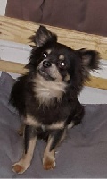 Étalon Chihuahua - Marvin (Sans Affixe)