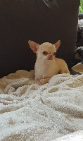 Étalon Chihuahua - Lucky luke du royaume des petits Anges