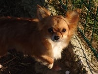Étalon Chihuahua - Laurier (Sans Affixe)
