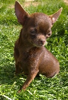 Étalon Chihuahua - Malibu des doux petits petons