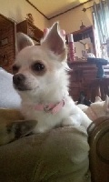 Étalon Chihuahua - Jana des fees d'ezrela