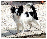 Étalon Chihuahua - Nohia lyna De La Plaine D'illiberis
