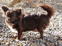 Étalon Chihuahua - Lou Crozia Naomie