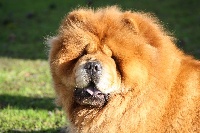 Étalon Chow Chow - Luna chen huo De los perros de bigo