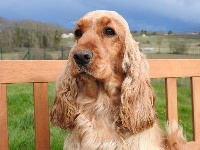 Étalon Cocker Spaniel Anglais - Moon Des maloumy