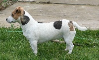 Étalon Jack Russell Terrier - Miss Des Crocs D'or De Pré