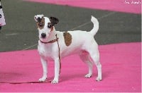 Étalon Jack Russell Terrier - Hgnoky Des elucines