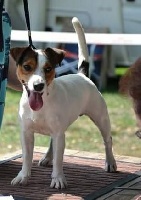 Étalon Jack Russell Terrier - Meily Du Domaine D'Utah