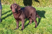 Étalon Labrador Retriever - Helly Du Domaine De Mafleurio