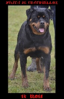 Étalon Rottweiler - Nikita De chatoisillon