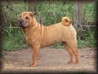 Étalon Shar Pei - Liberty dite lily de la Rivière Sereine