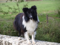 Étalon Shetland Sheepdog - Matrix sans feux du Clan Castelau