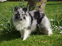 Étalon Shetland Sheepdog - Inoki argentee des deux étoiles