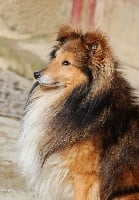 Étalon Shetland Sheepdog - Game-kid Des petites fées des sables