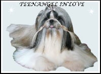Étalon Shih Tzu - teenangel in love