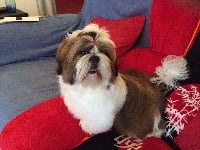 Étalon Shih Tzu - Memphis des joyaux du mas enchante