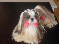 Étalon Shih Tzu - From Audrey's Paradise Ipop