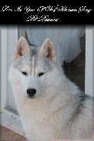Étalon Siberian Husky - Lives in you Of Wolf Siberian Song