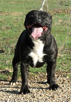 Étalon Staffordshire Bull Terrier - Mamba black Du Castel Des Petits Coeurs